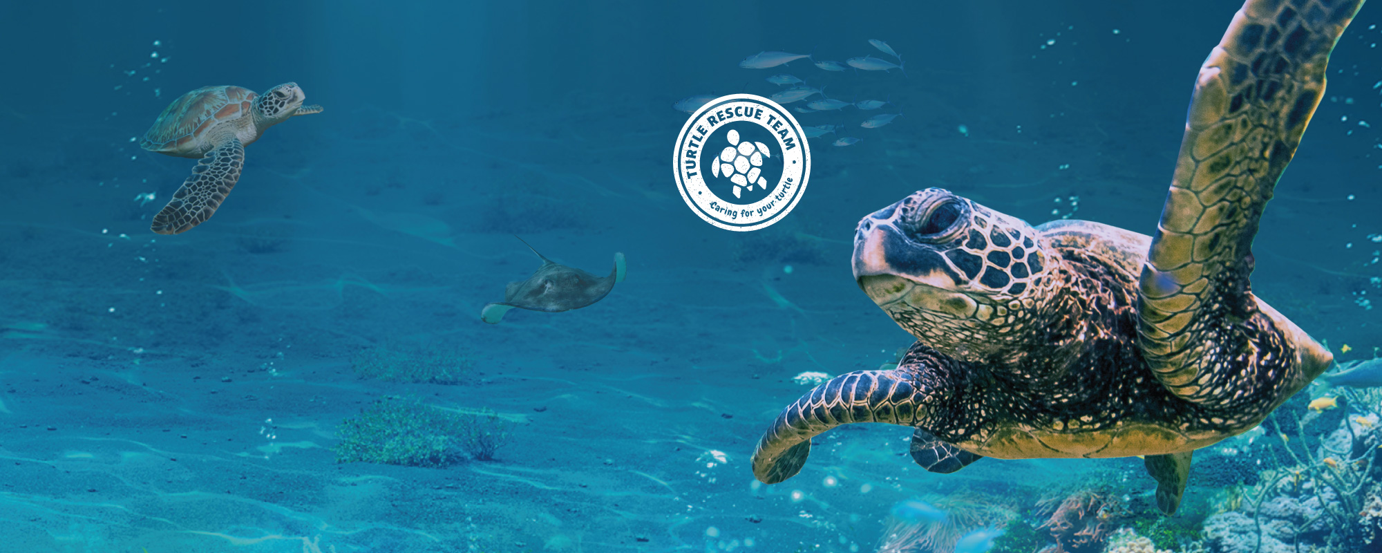 A Turtle Rescue event at SEA LIFE Minnesota, showcasing a sea turtle swimming gracefully in clear blue water. The event highlights efforts to rescue and rehabilitate sea turtles, with the turtle gently gliding past colorful marine life in the aquarium’s exhibit.