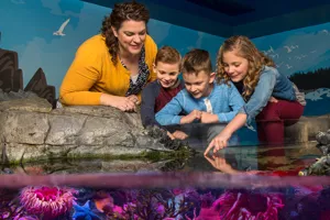 Touchpool | SEA LIFE Aquarium