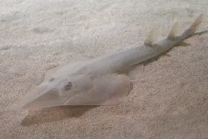 Guitarshark Babies | SEA LIFE at Mall of America