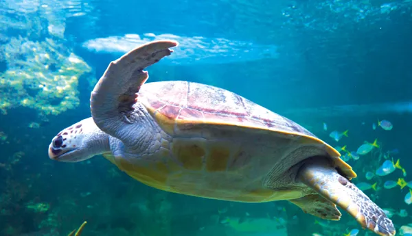 Rainbow Reef | SEA LIFE at Mall of America