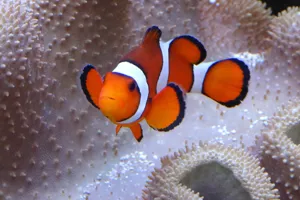 Clownfisch