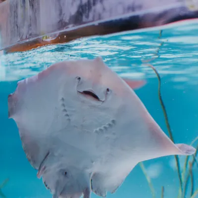 Rochen im SEA LIFE München