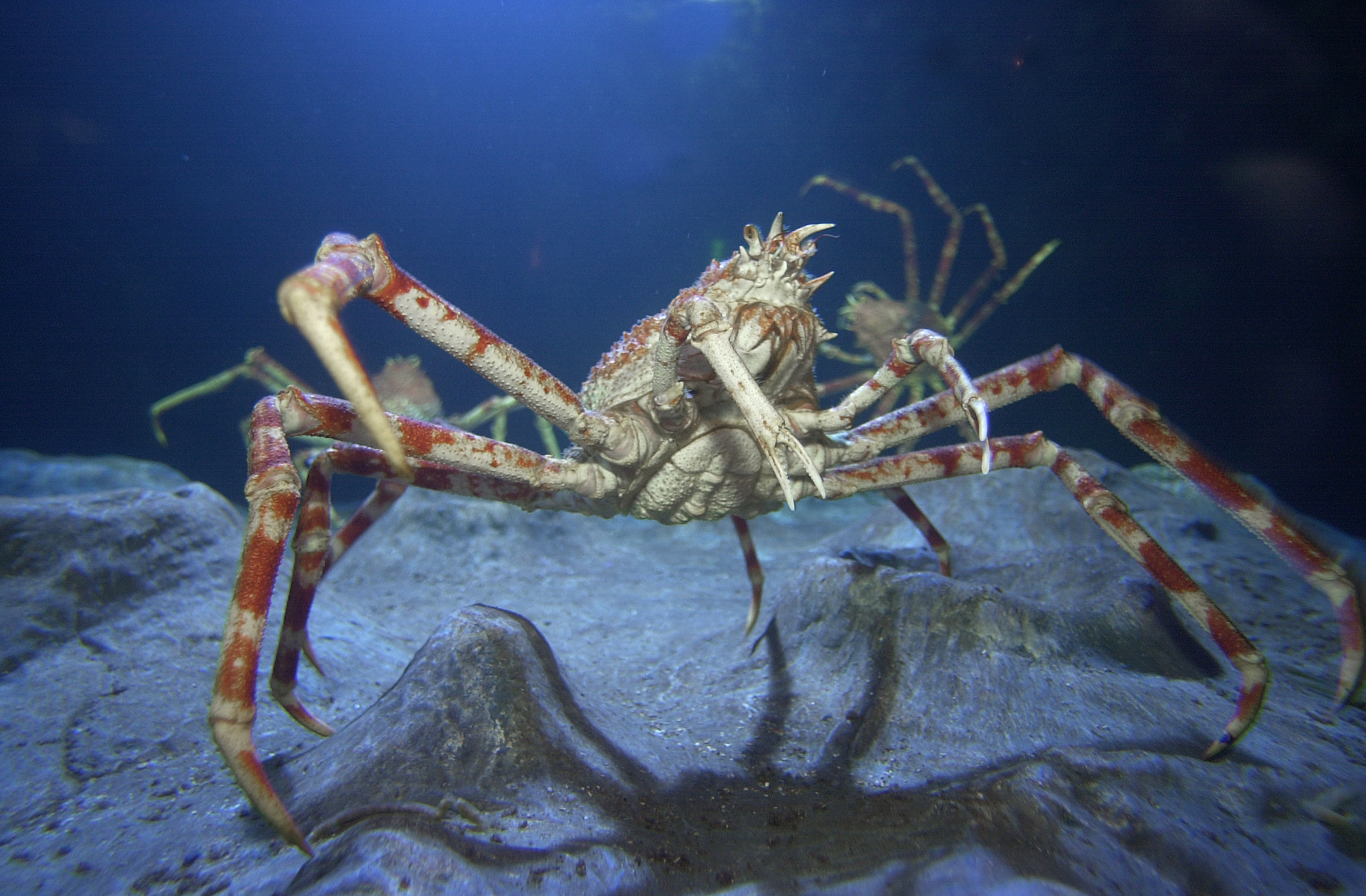 Japanese Spider Crab Sea Life Munich