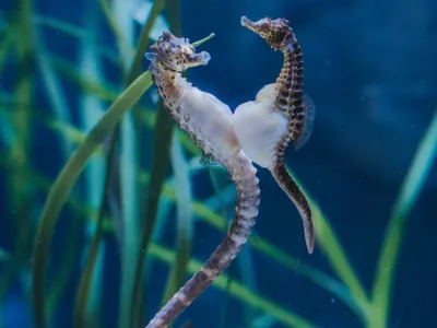 Australisches Dickbauch Seepferdchen C SEA LIFE