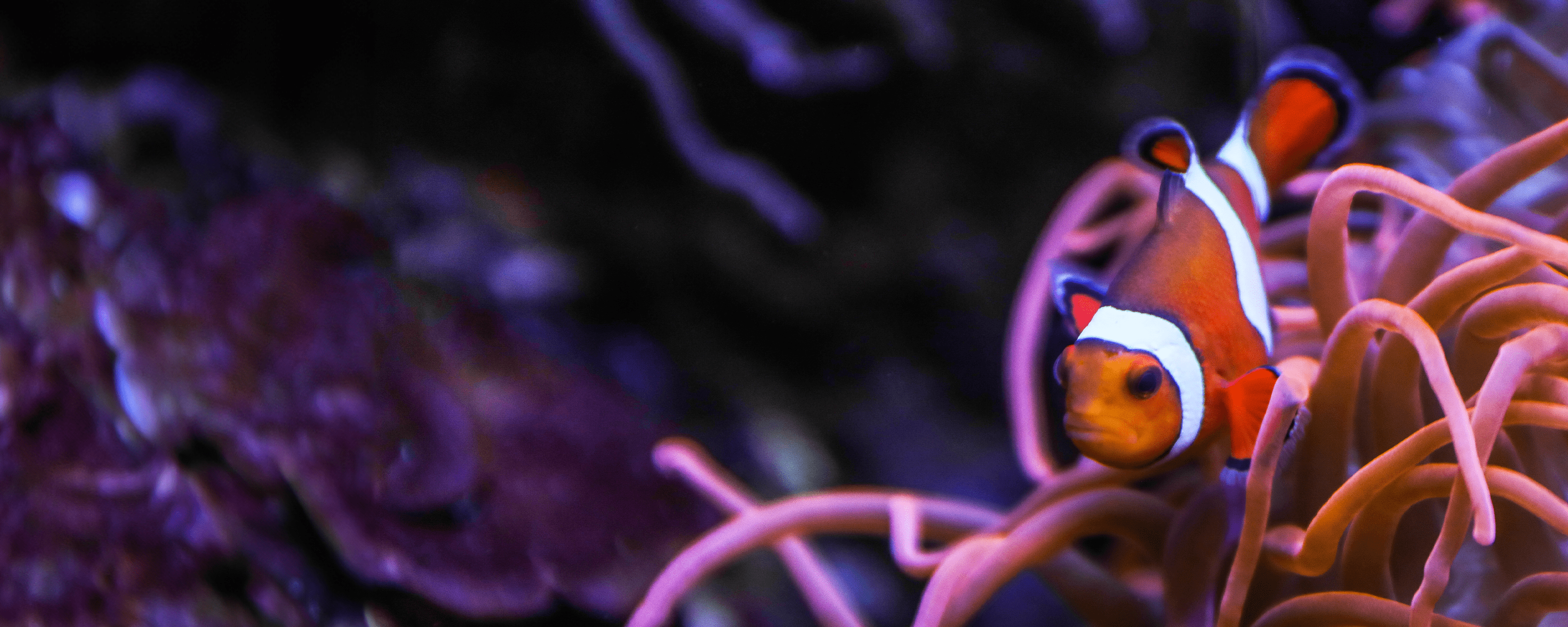 Clownfish 3200X1280px 1