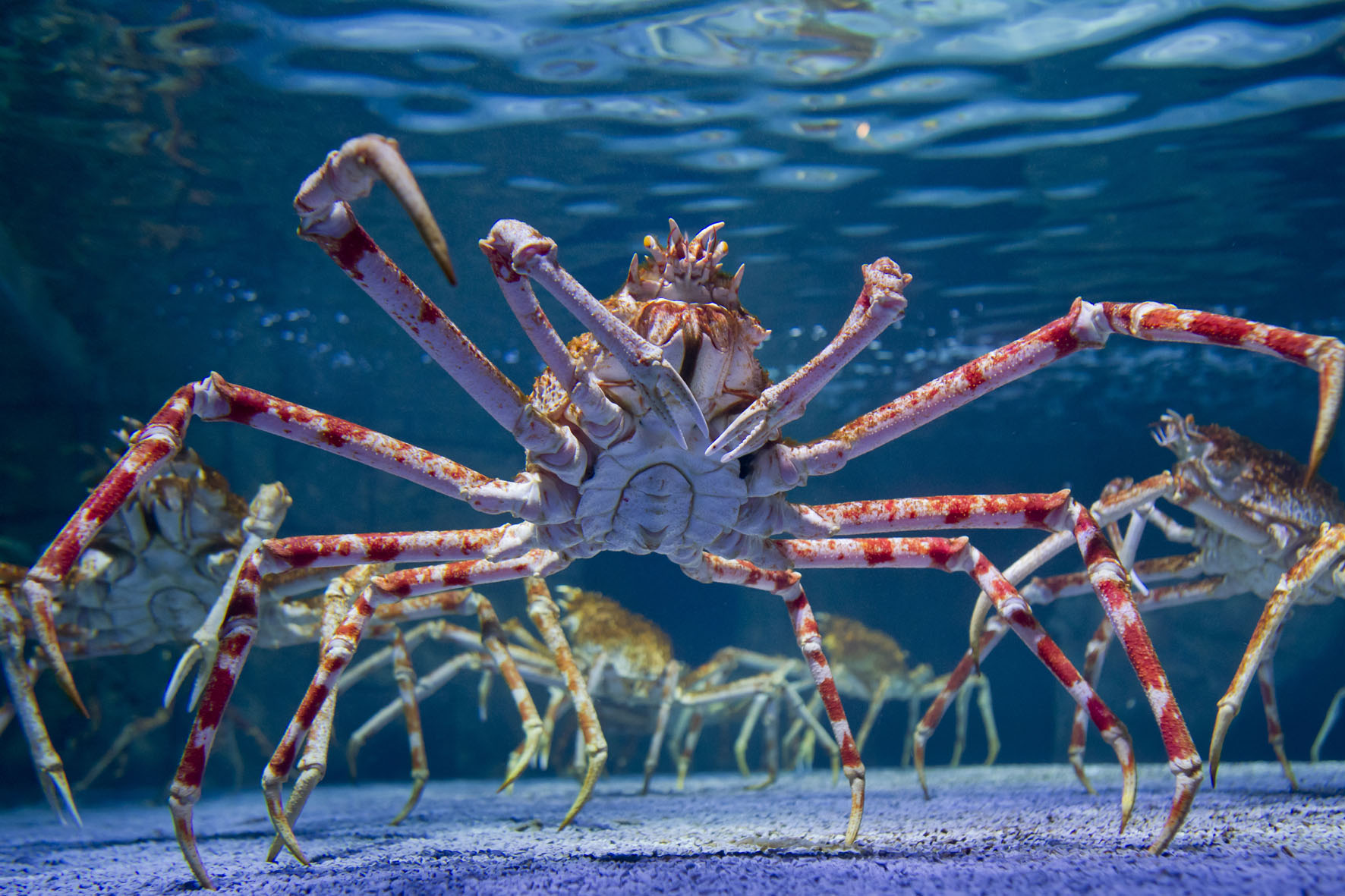 Japanese Spider Crab Sea Life Munich