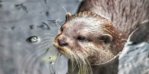 SLOBH Otter4