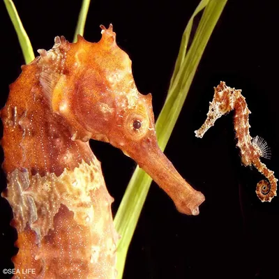| seahorse SEA LIFE Long-snouted Munich