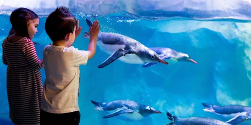 SLKON Penguins Header 16 Zu 9 Min