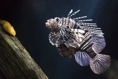 Rotfeuerfisch