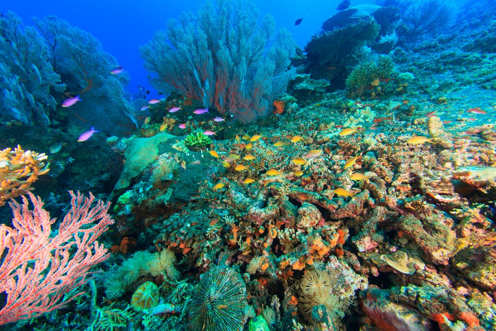 SEA LIFE Trust Korallenriff