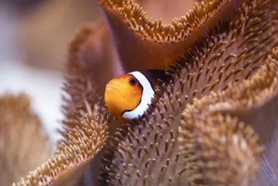 Clownfisch Anemone