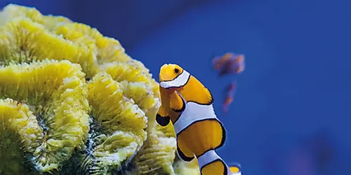 Speyer Clownfish