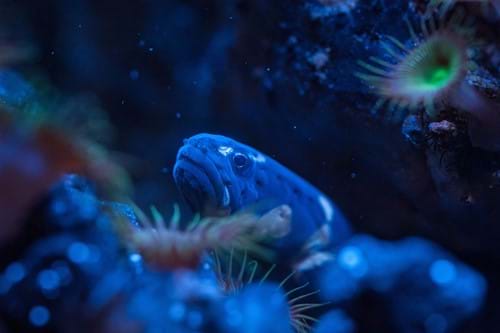 Im SEA LIFE gibt es verschiedenste Kreaturen zu entdekcen