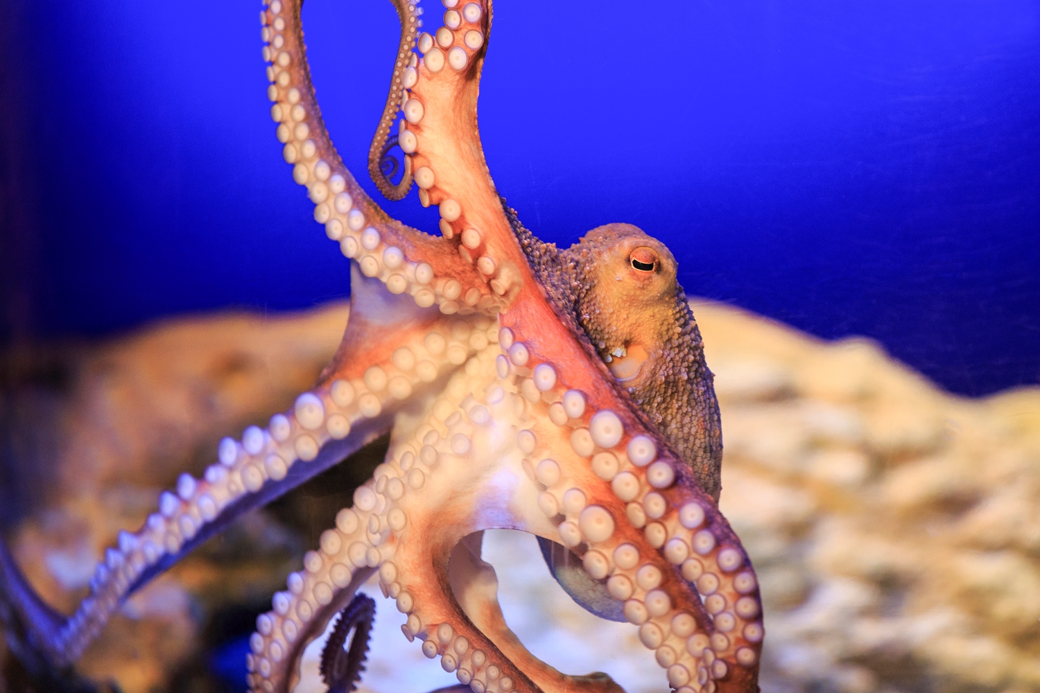 Sealife Oktopus