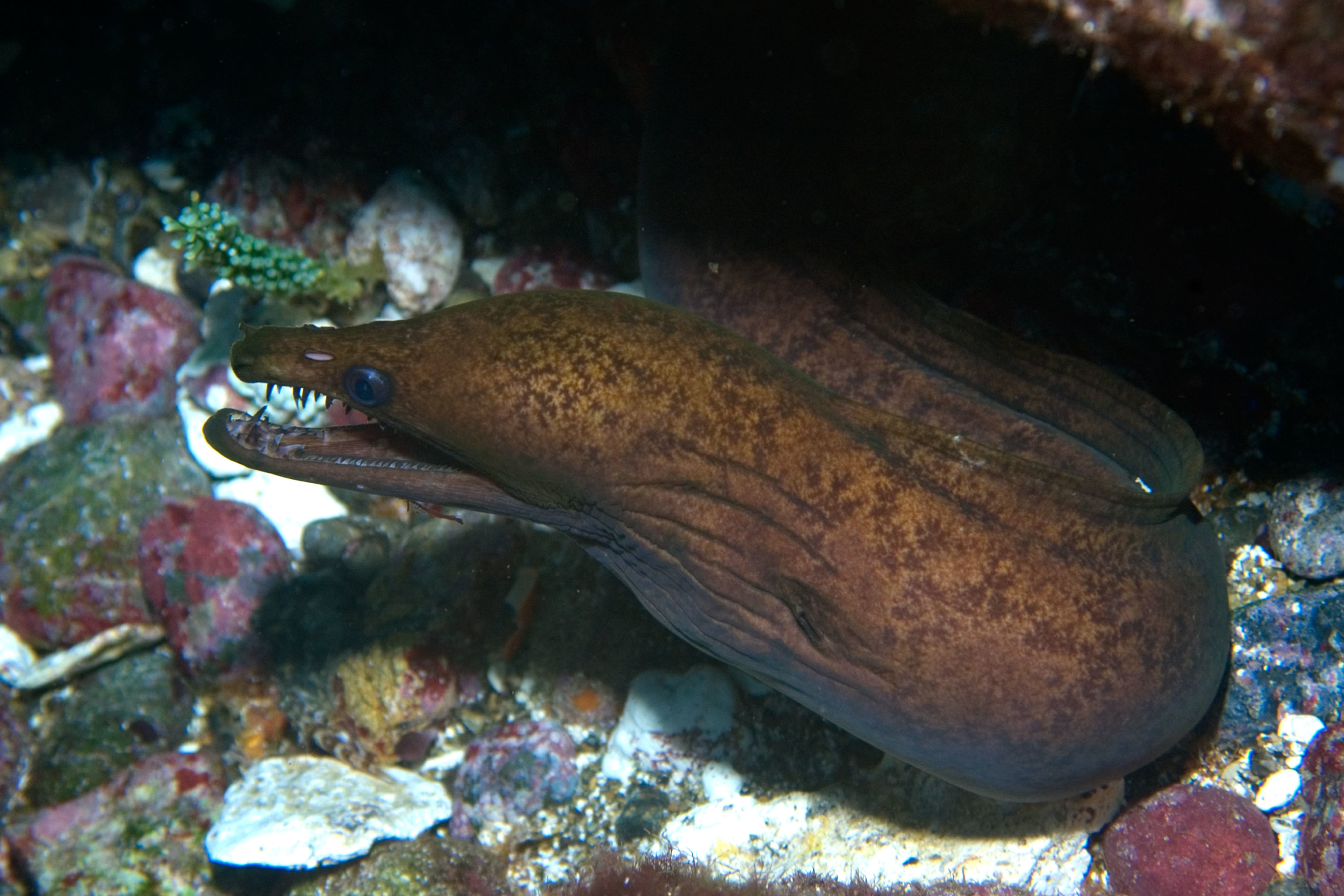 Unsere Muräne | SEA LIFE Oberhausen