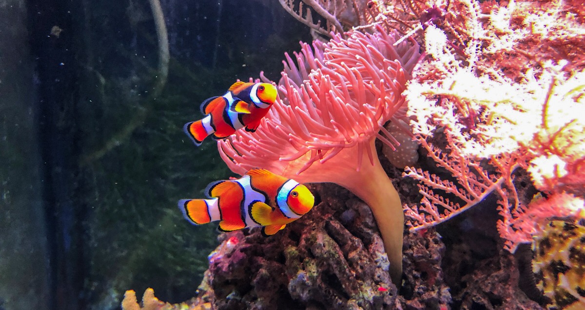 FB Clownfish