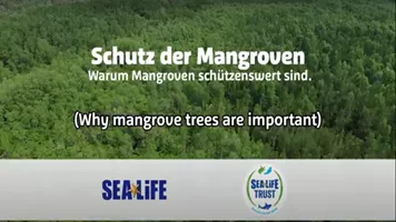Schutz Der Mangroven