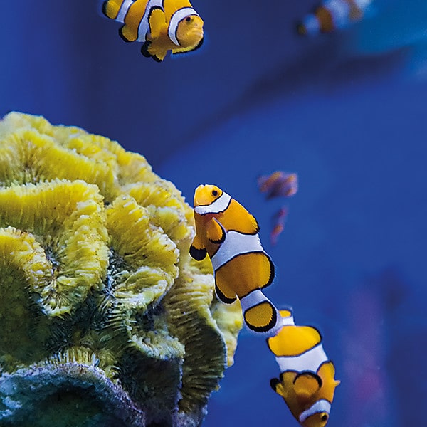 Speyer Clownfish