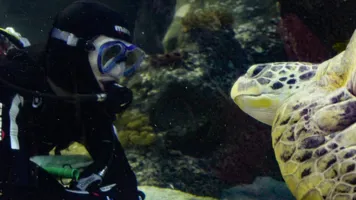 Taucher Und Meeresschildkröte Im SEA LIFE Oberhausen