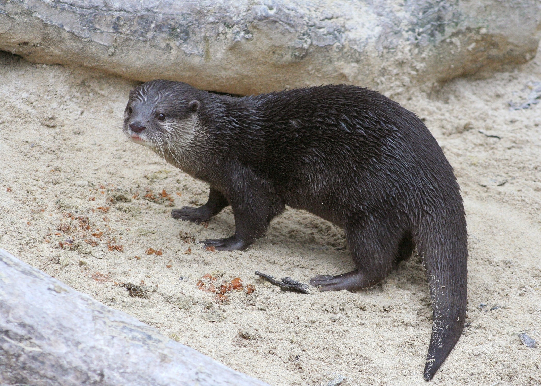 Otter (1)
