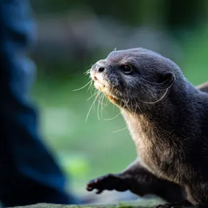 Otter
