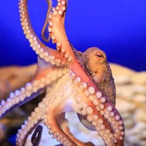 Sealife Oktopus Min