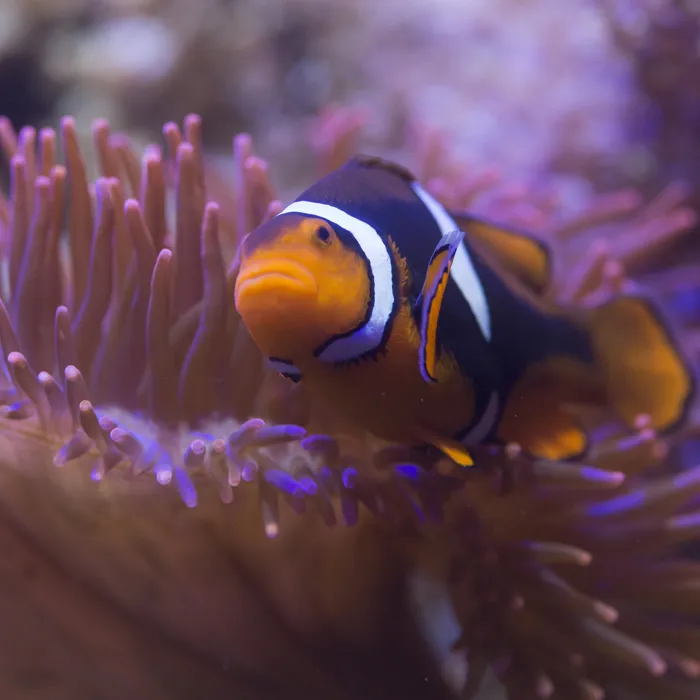 Clownfish at SEA LIFE Oberhausen