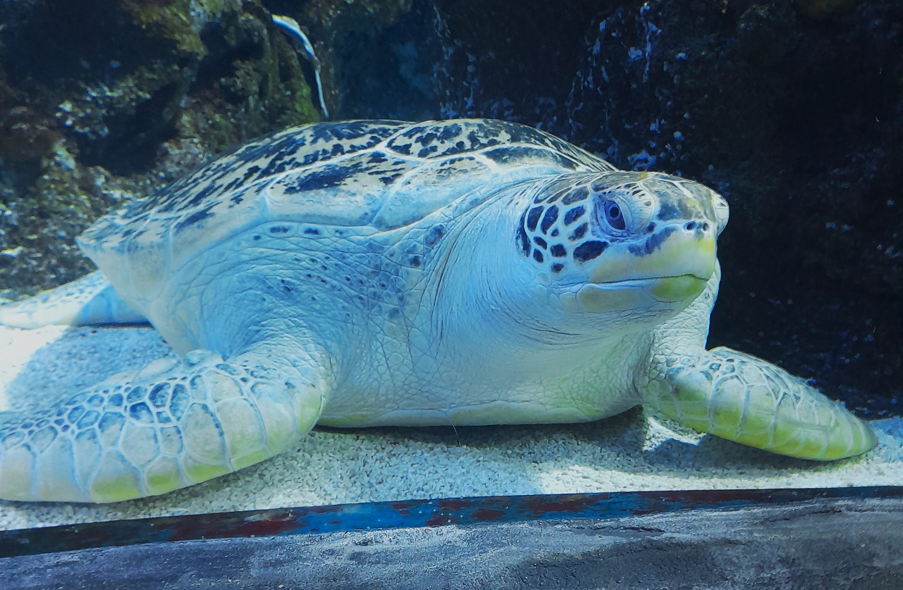 Meeresschildkröte Iggy Im SEA LIFE Oberhausen (1)