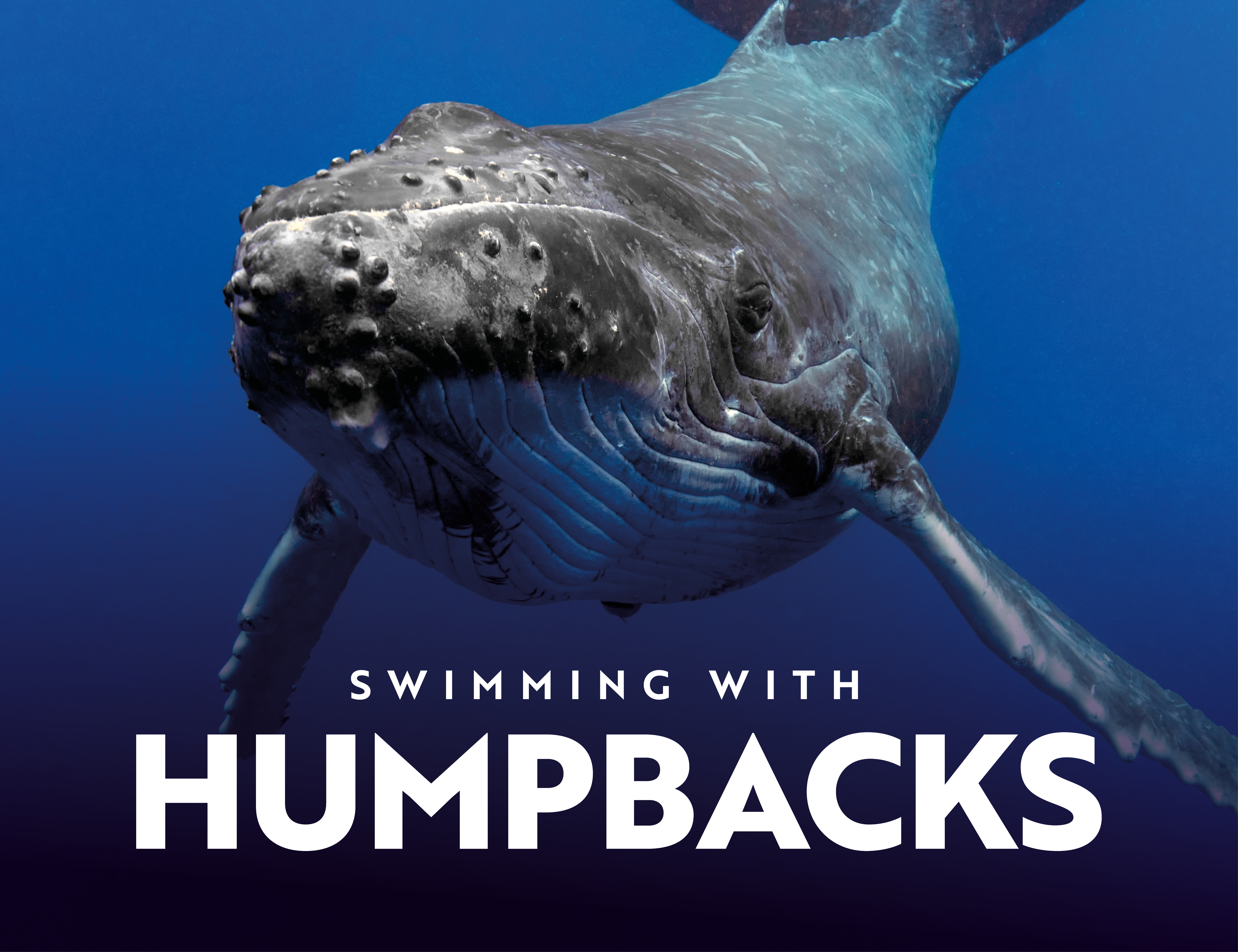 Immotion Humpbacks Emailinsets 2 2024