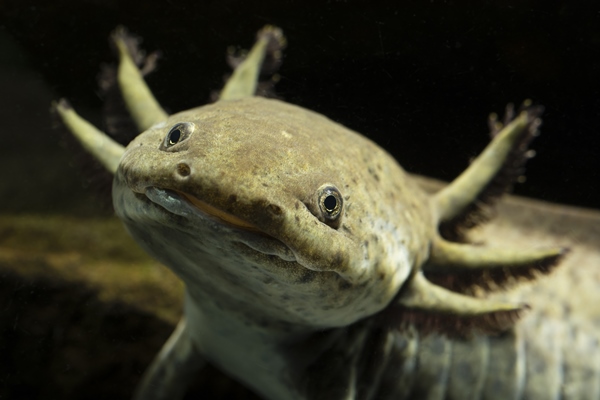 Axolotl | SEA LIFE Orlando Aquarium