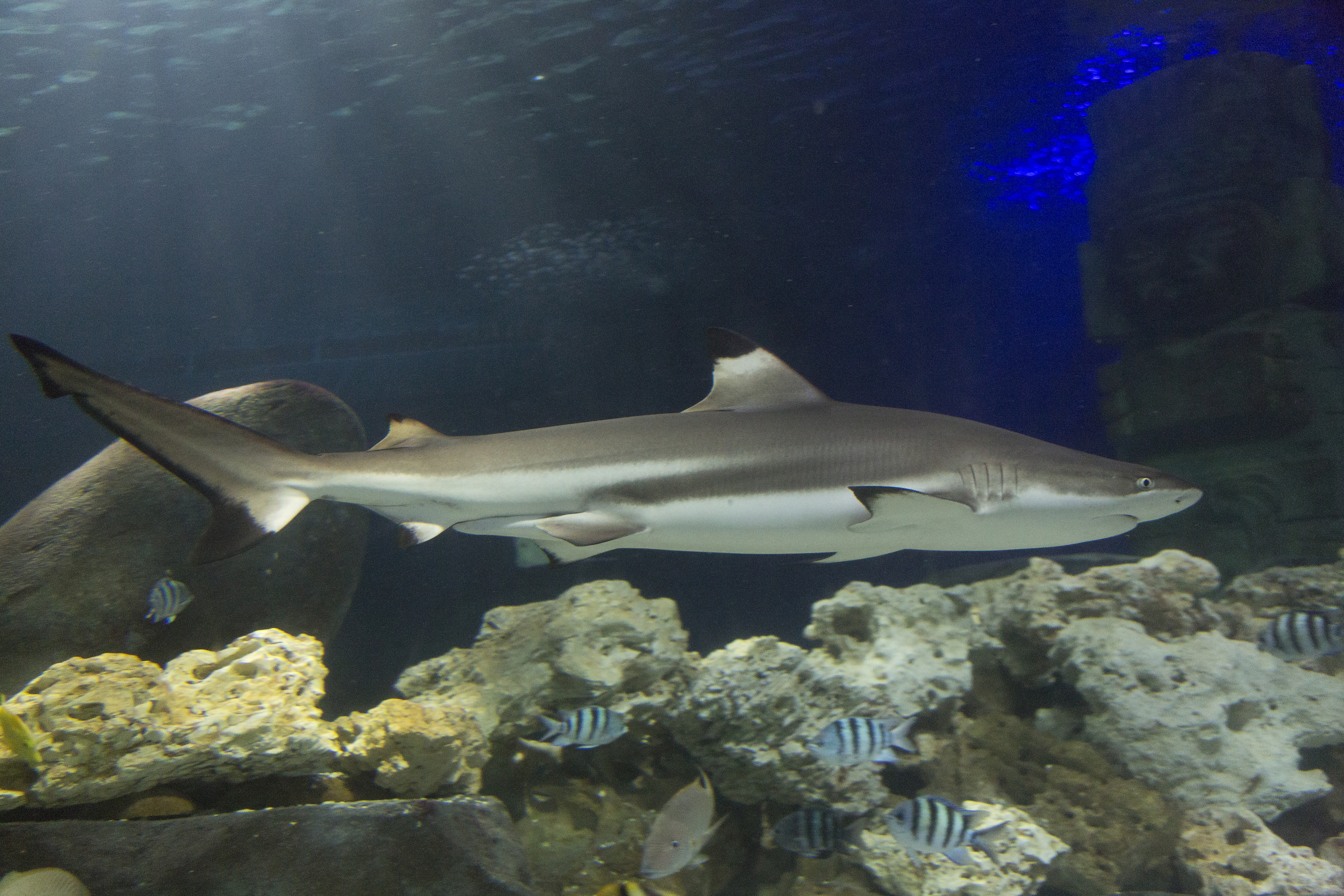 8445 Blacktip Reef Shark Carcharhinus Melanopterus 1