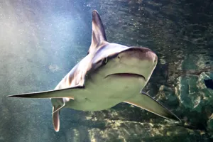 Black Tip Shark at SEA LIFE Aquarium