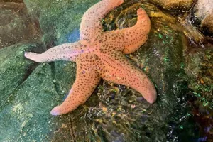 Giant Pink Sea Star | SEA LIFE Aquarium