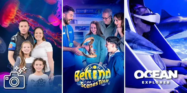 Picture displaying three products at SEA LIFE Orlando Aquarium- Digital Photos, Behind the Scenes Tour and Ocean Explorer VR experience