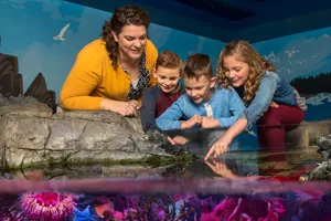Touchpool | SEA LIFE Aquarium