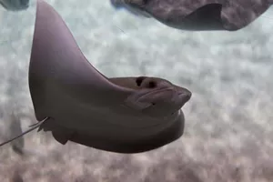 Electric stingray fish floats in the depths of sea water, ocean