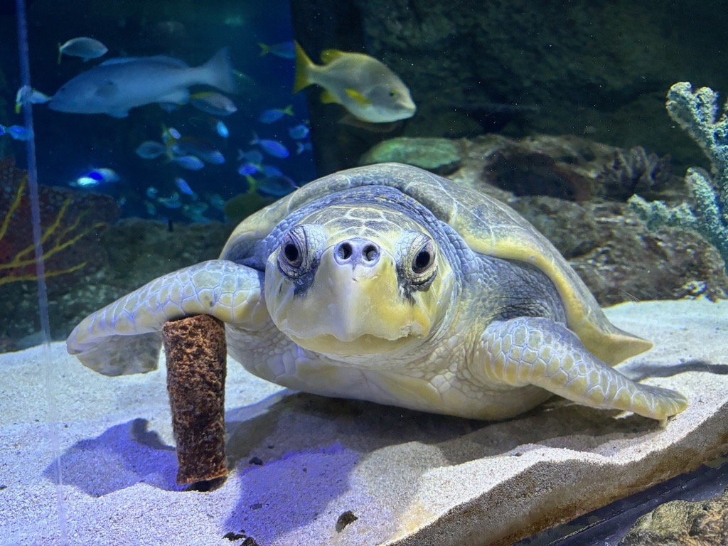 Sea Turtle Orlando