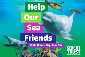 Image featuring a seal, sea turtle, and beluga whale with the messaging "Help our sea friends: World Oceans Day, June8th"