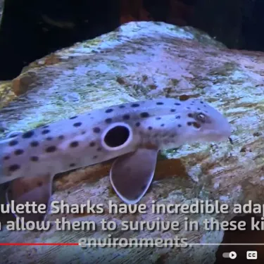 Shark Video Tile (1)