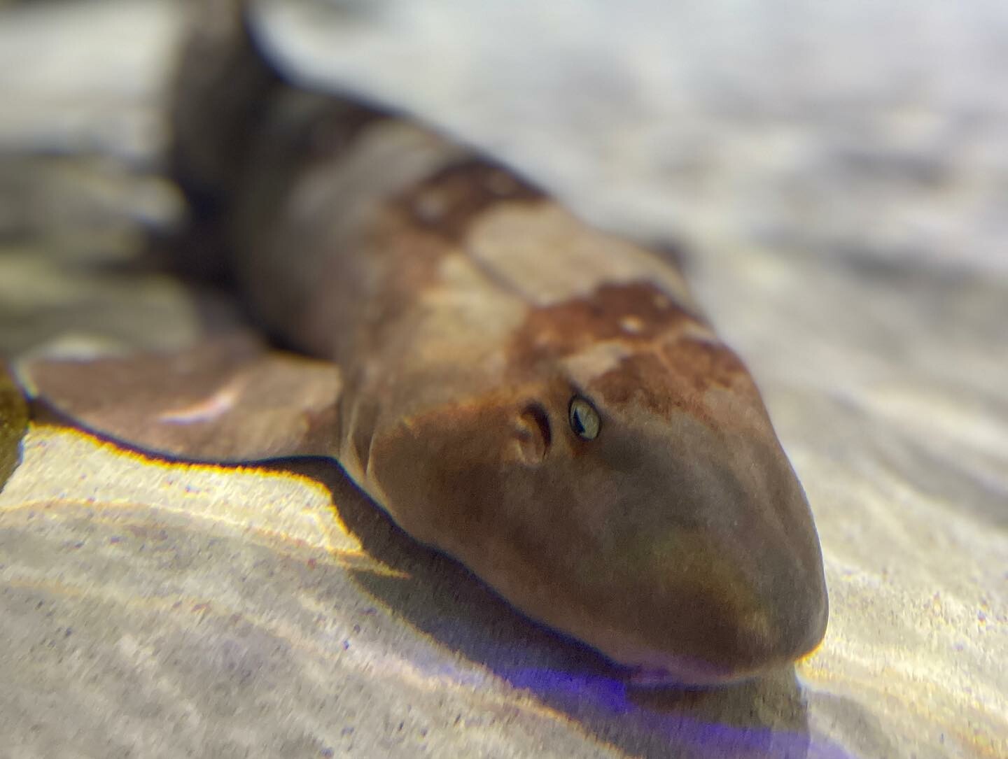 A close-up image of a shark resting on the sandy floor, taken at SEA LIFE Orlando Aquarium. Photo credit: Instagram user @nicktheskip.