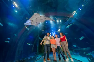 Underwater tunnel with 4 guests pointing at a shark in awe