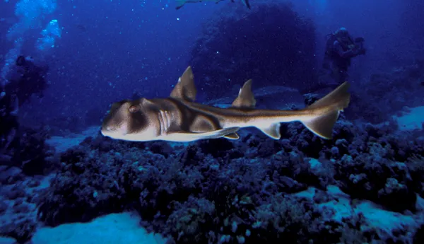 6485 Port Jackson Shark1