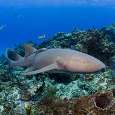 Requin Nourrice