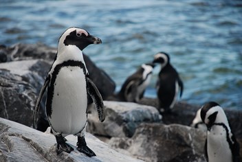 african penguin