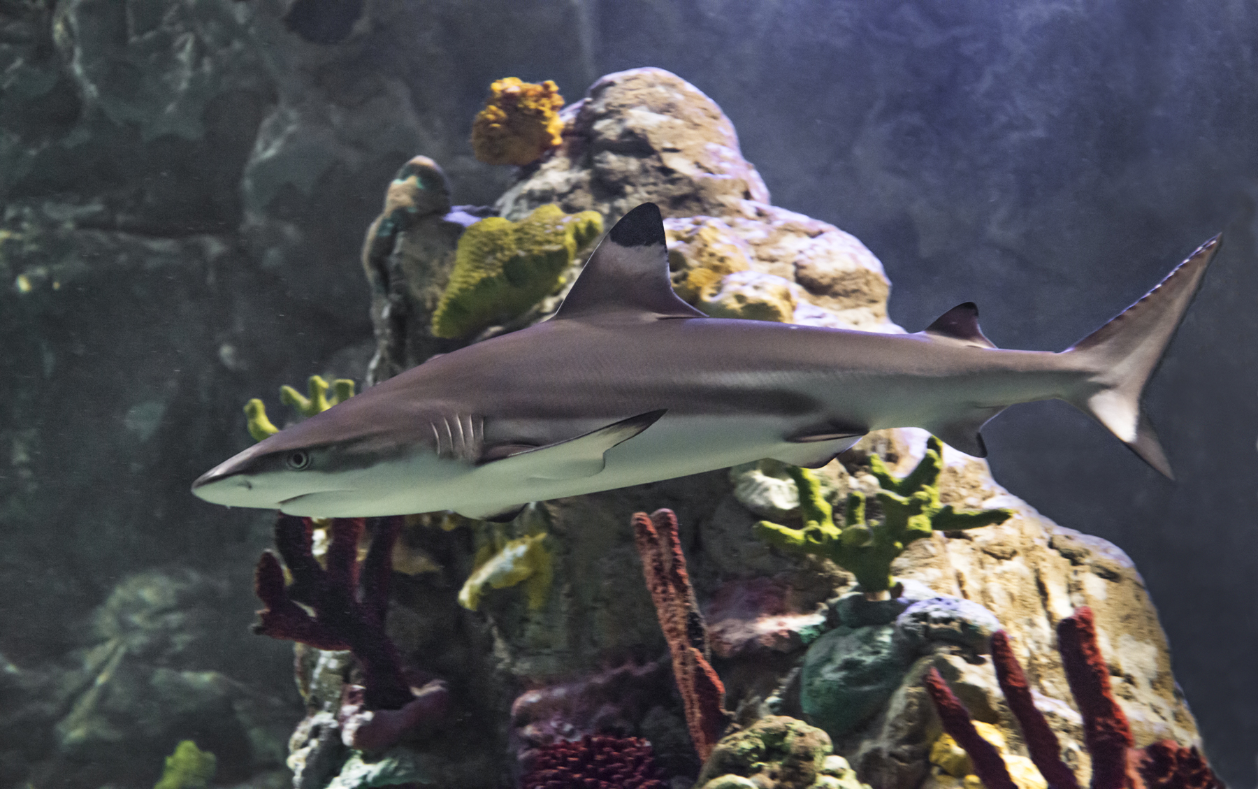 Requin À Pointe Noir