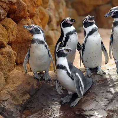 Site Pinguins