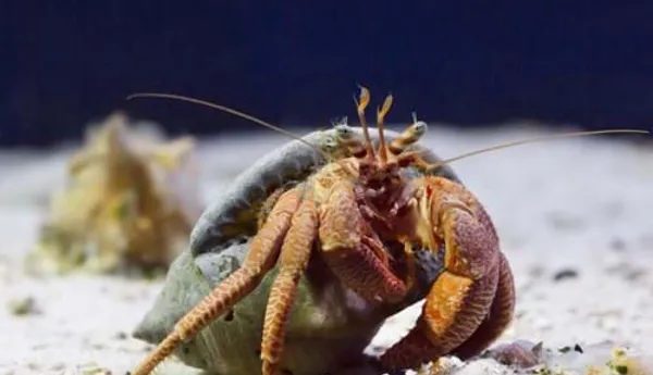 9188 Hermit Crab