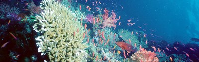 Coral Header | SEA LIFE Aquarium