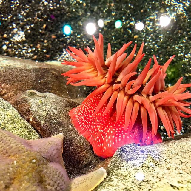 Interactive Touchpool | SEA LIFE Michigan Aquarium